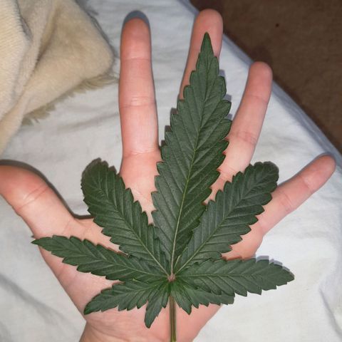 Purple GSC growlog timeline photo