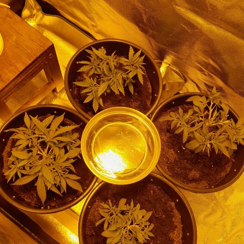 Purple GSC growlog timeline photo