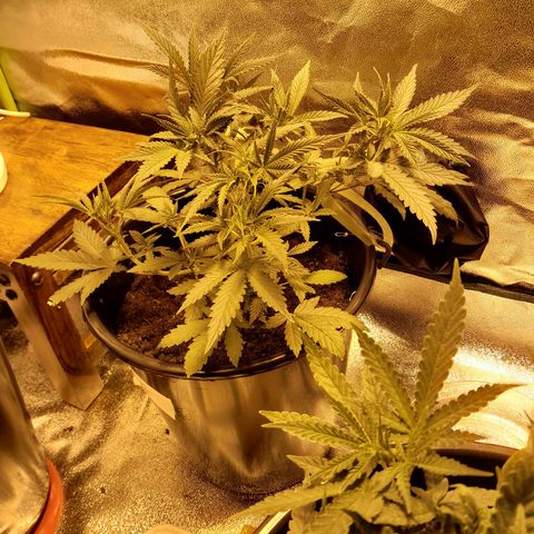 Purple GSC growlog timeline photo
