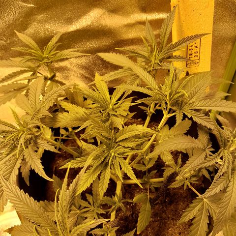 Purple GSC growlog timeline photo