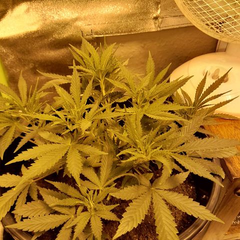 Purple GSC growlog timeline photo