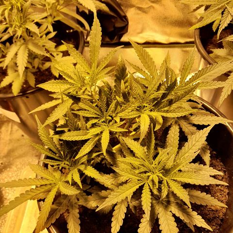Purple GSC growlog timeline photo
