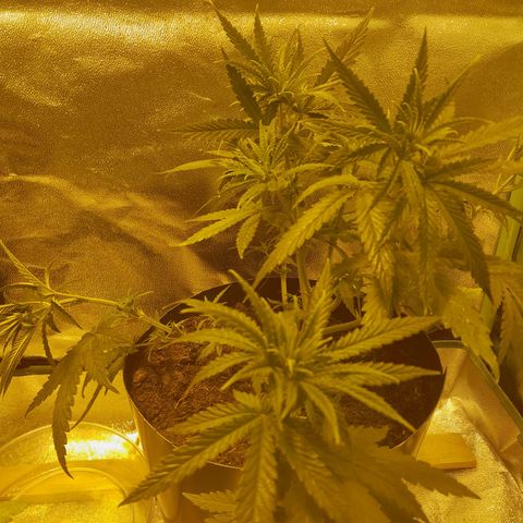 Purple GSC growlog timeline photo