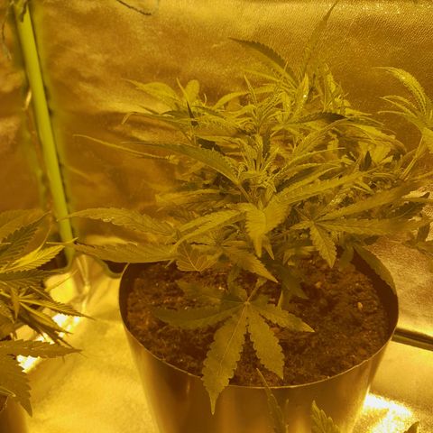 Purple GSC growlog timeline photo