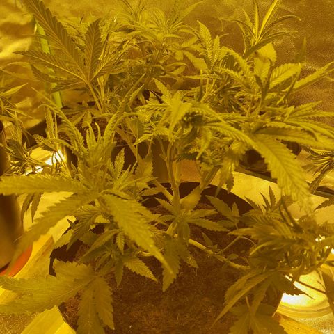 Purple GSC growlog timeline photo