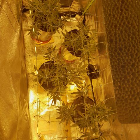 Purple GSC growlog timeline photo