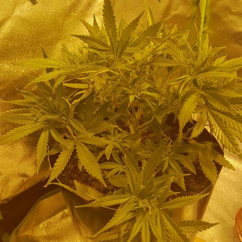 Purple GSC growlog timeline photo