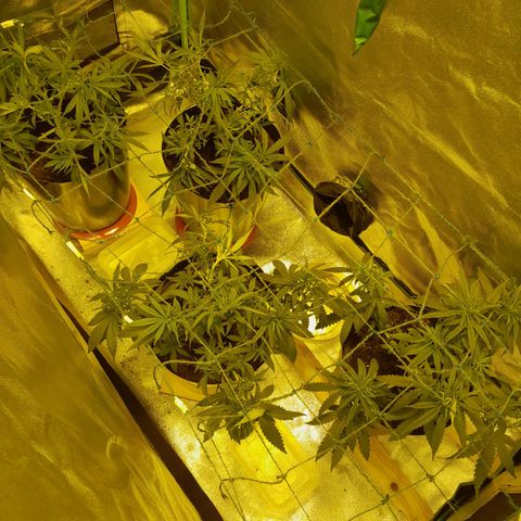 Purple GSC growlog timeline photo