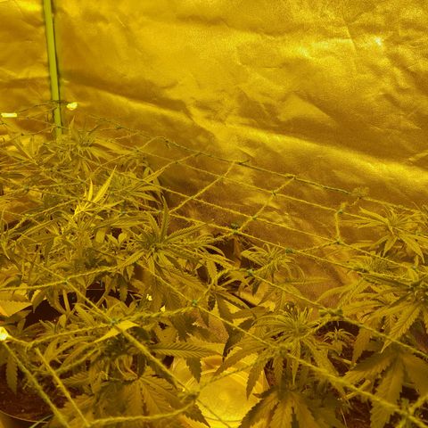 Purple GSC growlog timeline photo