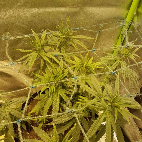Purple GSC growlog timeline photo