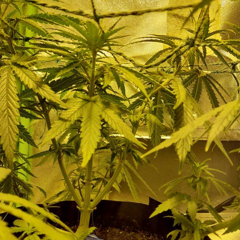 Purple GSC growlog timeline photo