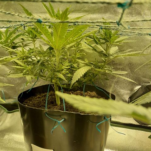 Purple GSC growlog timeline photo