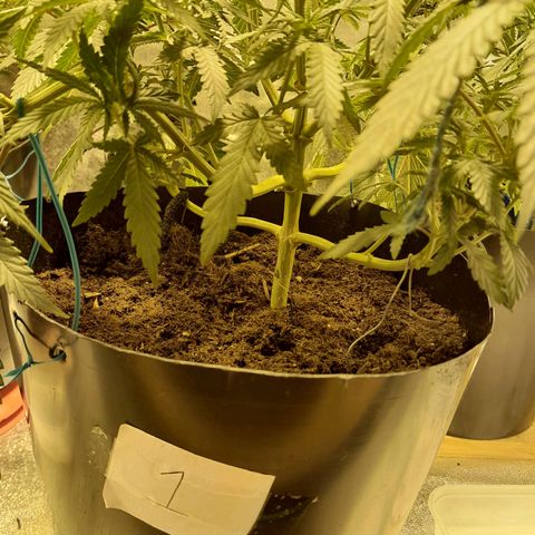 Purple GSC growlog timeline photo