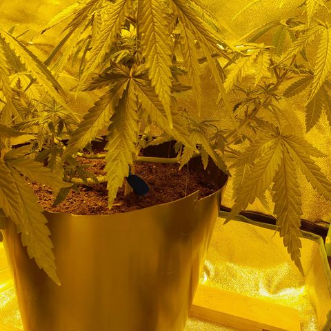 Purple GSC growlog timeline photo