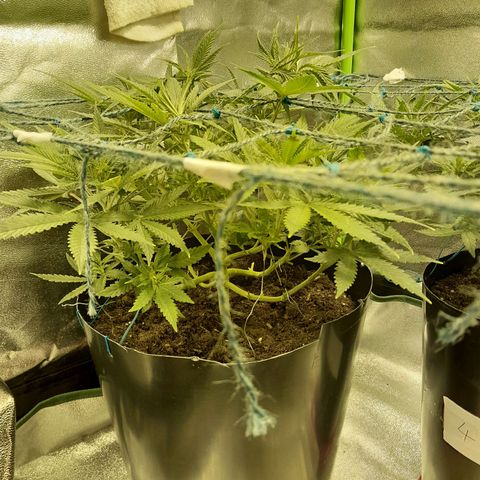Purple GSC growlog timeline photo
