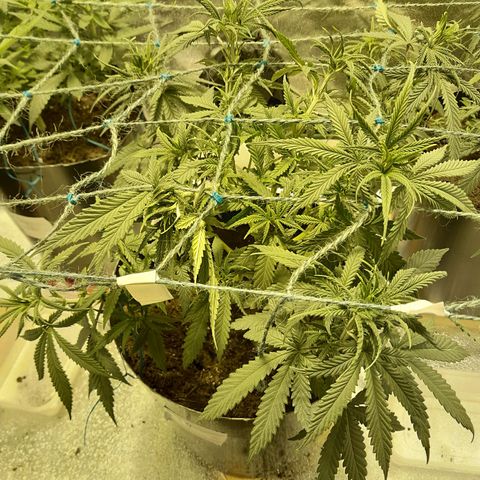 Purple GSC growlog timeline photo