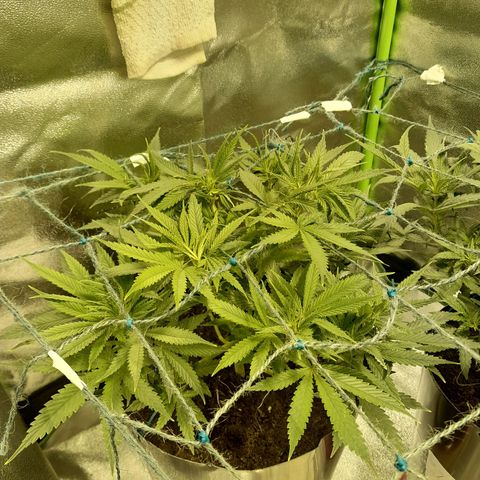 Purple GSC growlog timeline photo