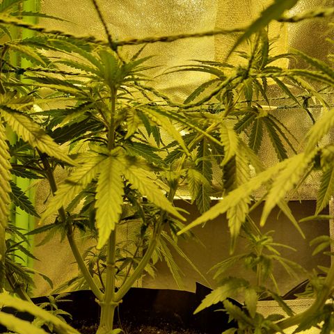 Purple GSC growlog timeline photo