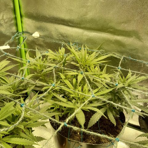 Purple GSC growlog timeline photo