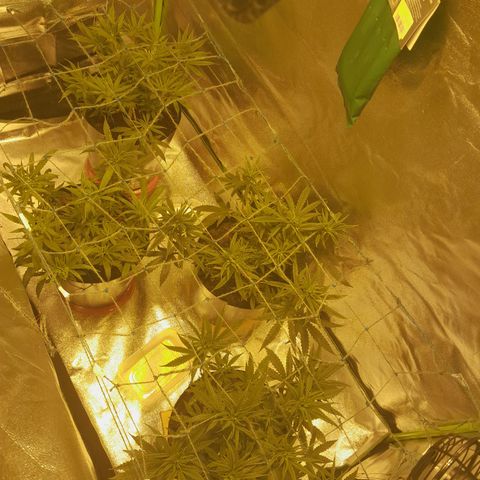 Purple GSC growlog timeline photo