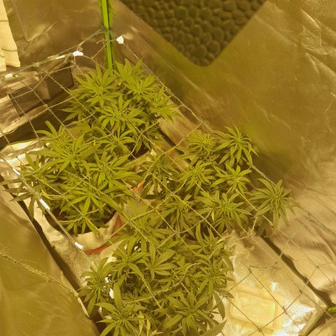 Purple GSC growlog timeline photo