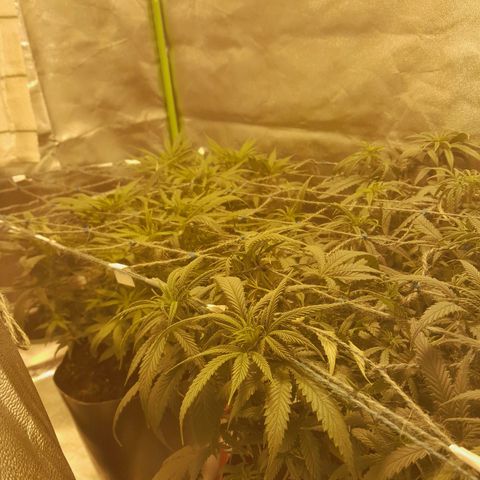 Purple GSC growlog timeline photo
