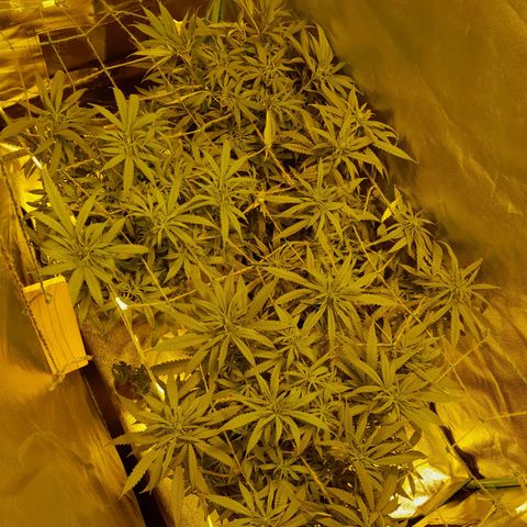 Purple GSC growlog timeline photo