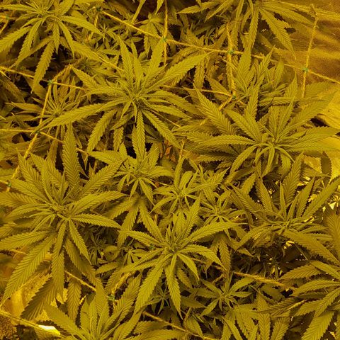 Purple GSC growlog timeline photo