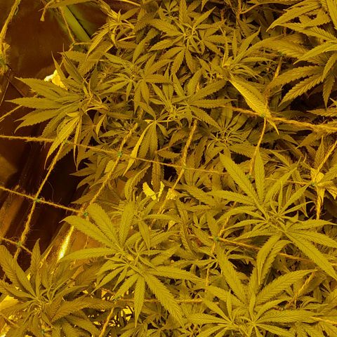 Purple GSC growlog timeline photo