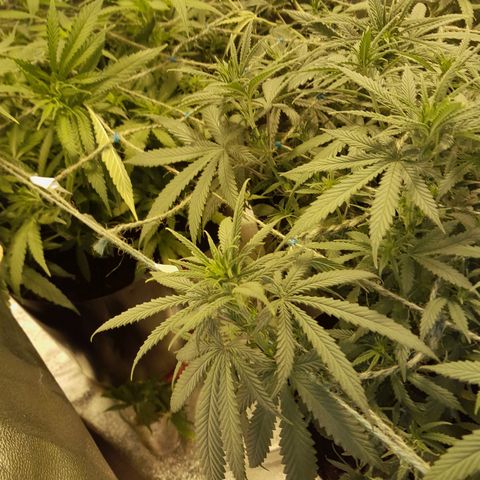 Purple GSC growlog timeline photo