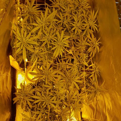 Purple GSC growlog timeline photo