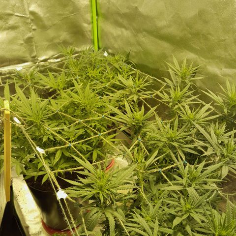Purple GSC growlog timeline photo