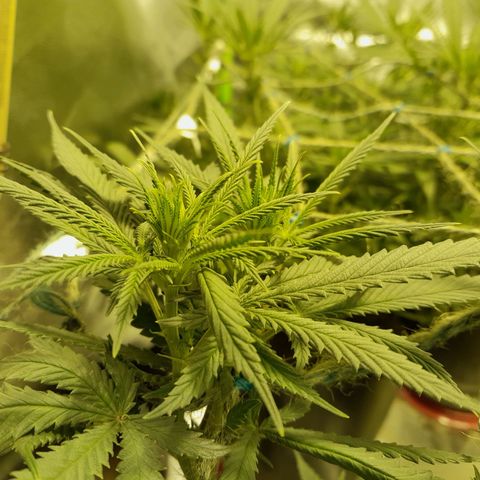 Purple GSC growlog timeline photo