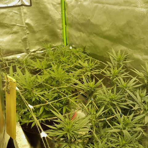 Purple GSC growlog timeline photo