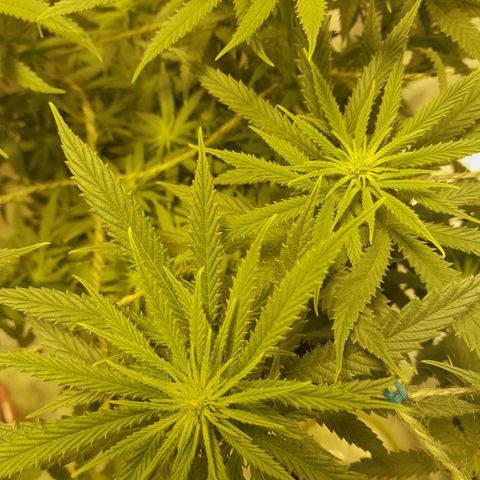 Purple GSC growlog timeline photo