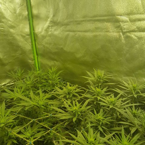 Purple GSC growlog timeline photo