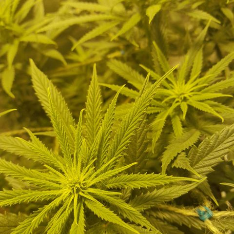 Purple GSC growlog timeline photo