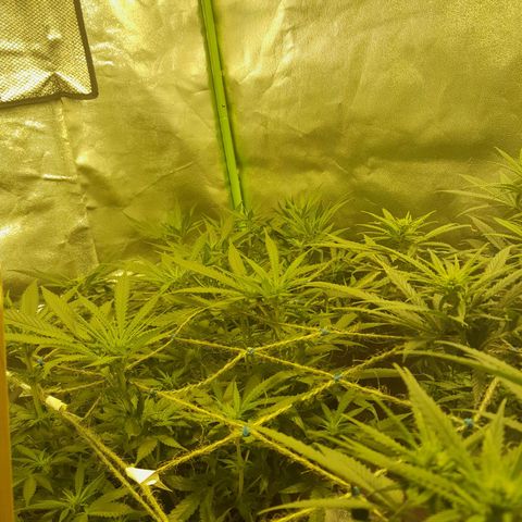 Purple GSC growlog timeline photo
