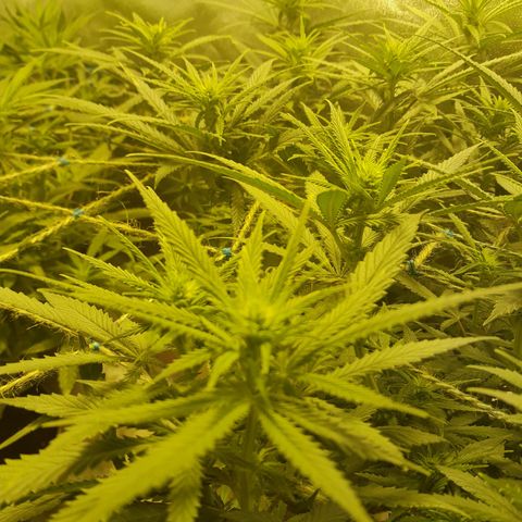 Purple GSC growlog timeline photo