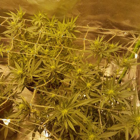 Purple GSC growlog timeline photo