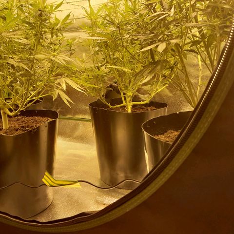 Purple GSC growlog timeline photo