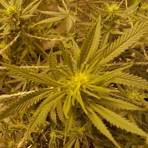 Purple GSC growlog timeline photo