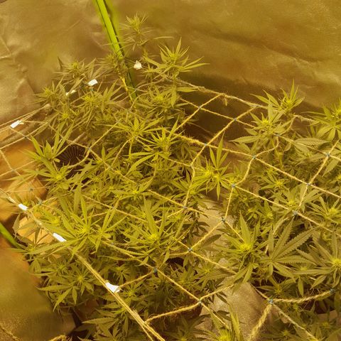 Purple GSC growlog timeline photo