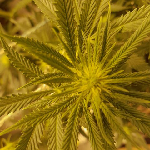 Purple GSC growlog timeline photo