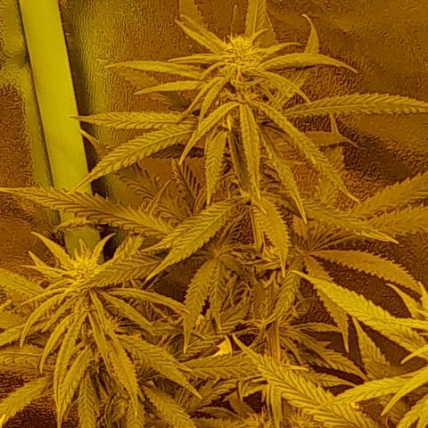 Purple GSC growlog timeline photo