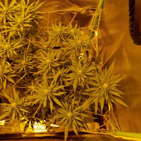 Purple GSC growlog timeline photo
