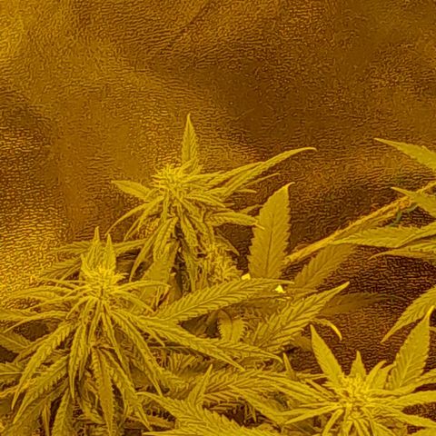 Purple GSC growlog timeline photo