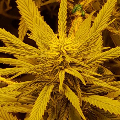 Purple GSC growlog timeline photo