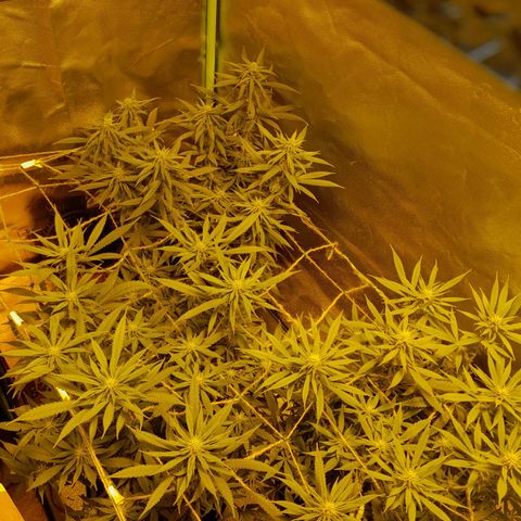 Purple GSC growlog timeline photo
