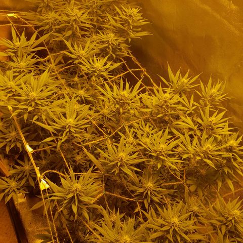 Purple GSC growlog timeline photo
